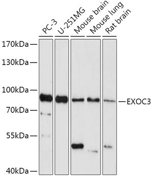 EXOC3 Rabbit pAb
