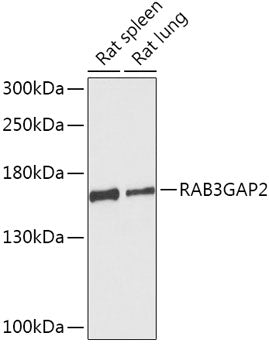 RAB3GAP2 Rabbit pAb