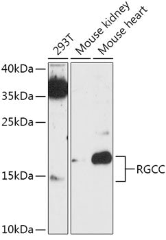 RGCC Rabbit pAb