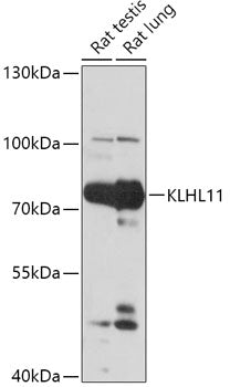 KLHL11 Rabbit pAb