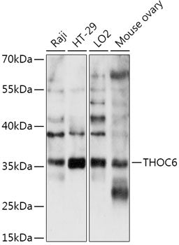 THOC6 Rabbit pAb