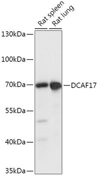 DCAF17 Rabbit pAb