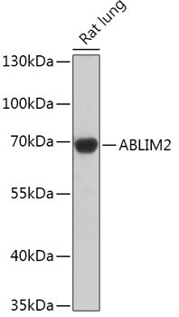 ABLIM2 Rabbit pAb