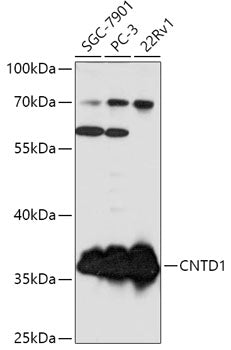 CNTD1 Rabbit pAb