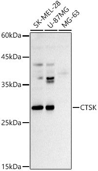 CTSK Rabbit pAb