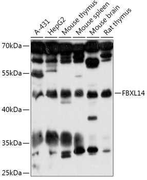 FBXL14 Rabbit pAb