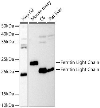 Ferritin Light Chain Rabbit pAb