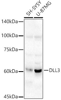 DLL3 Rabbit pAb