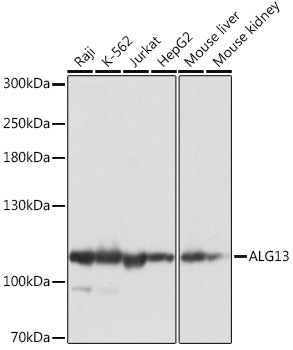 ALG13 Rabbit pAb