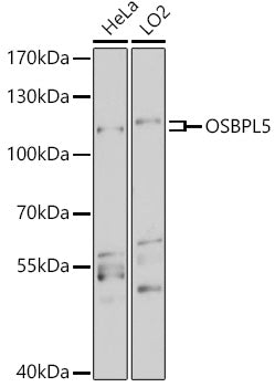 OSBPL5 Rabbit pAb