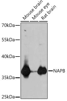 NAPB Rabbit pAb