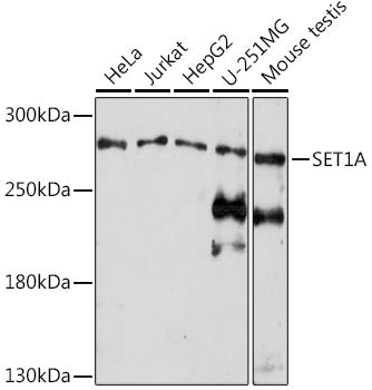 SET1A Rabbit pAb