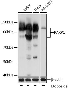 PARP1 Mouse mAb