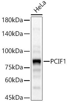 PCIF1 Rabbit pAb