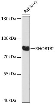 RHOBTB2 Rabbit pAb