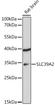SLC39A2 Rabbit pAb