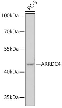 ARRDC4 Rabbit pAb