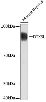 DTX3L Rabbit pAb