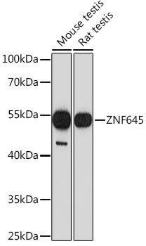 ZNF645 Rabbit pAb