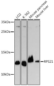 RPS21 Rabbit pAb