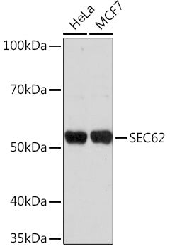 SEC62 Rabbit pAb