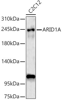 ARID1A Rabbit pAb