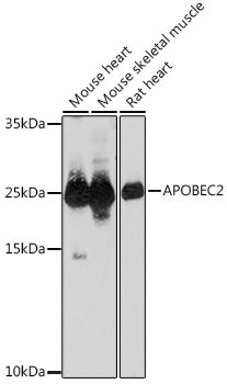 APOBEC2 Rabbit pAb