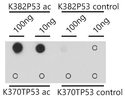Acetyl-p53-K382 Rabbit pAb