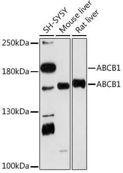 ABCB1 Rabbit pAb