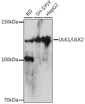 ULK1/ULK2 Rabbit pAb
