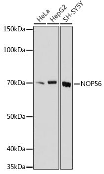 NOP56 Rabbit pAb