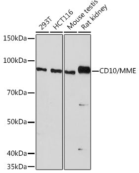 CD10/MME Rabbit mAb