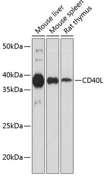 CD40L Rabbit mAb