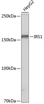 IRS1 Rabbit mAb