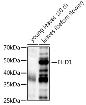 EHD1 Rabbit pAb