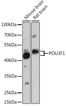 POU3F1 Rabbit pAb