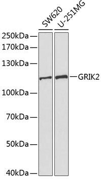 GRIK2 Rabbit pAb