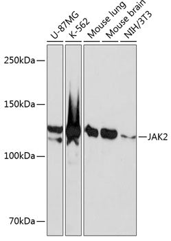 JAK2 Rabbit mAb