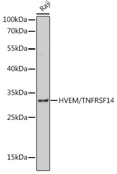 HVEM/TNFRSF14 Rabbit pAb