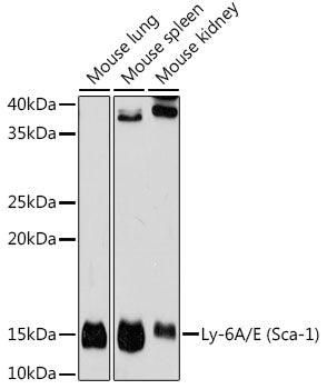 Ly-6A/E (Sca-1) Rabbit mAb