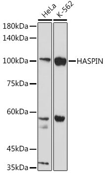 HASPIN Rabbit pAb