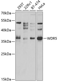 WDR5 Rabbit pAb