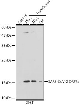 SARS-CoV-2 ORF7a Rabbit pAb