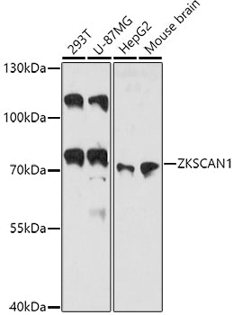 ZKSCAN1 Rabbit pAb