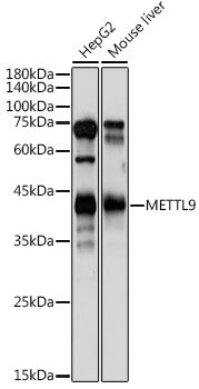 METTL9 Rabbit pAb
