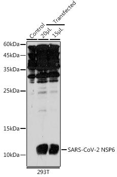 SARS-CoV-2 NSP6 Rabbit pAb
