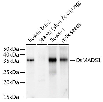 OsMADS1 Rabbit pAb