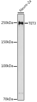 TET3 Rabbit pAb