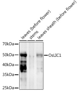 OsLIC1 Rabbit pAb