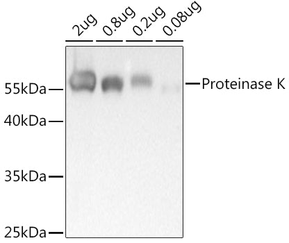 Proteinase K Rabbit pAb